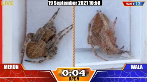 sabong international spider|SABONG INTERNATIONAL PROUDLY PRESENTS SPIDER .